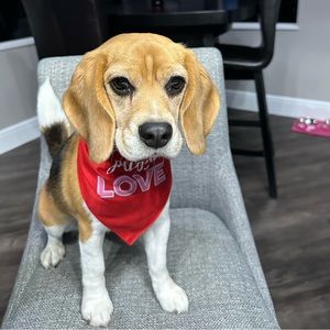 ✨Meet your Posher, Erika (and her puppy, Sprinkles)!✨